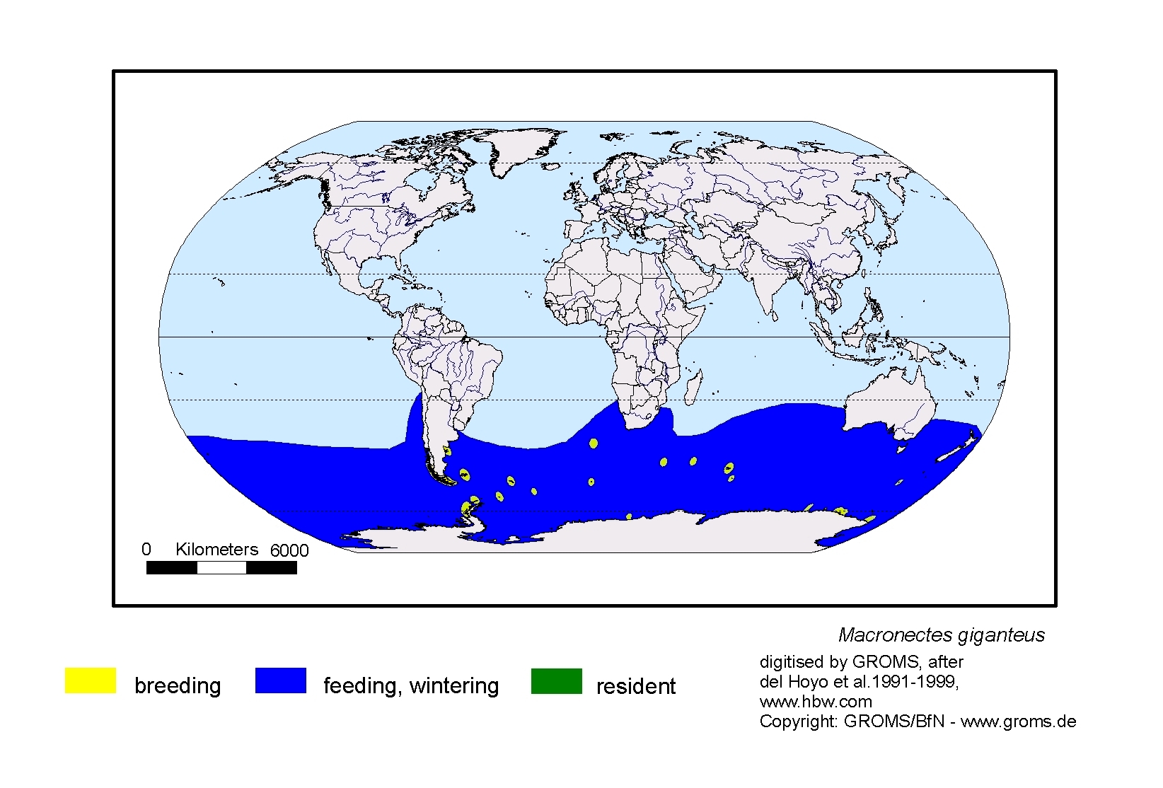Macronectes giganteus
