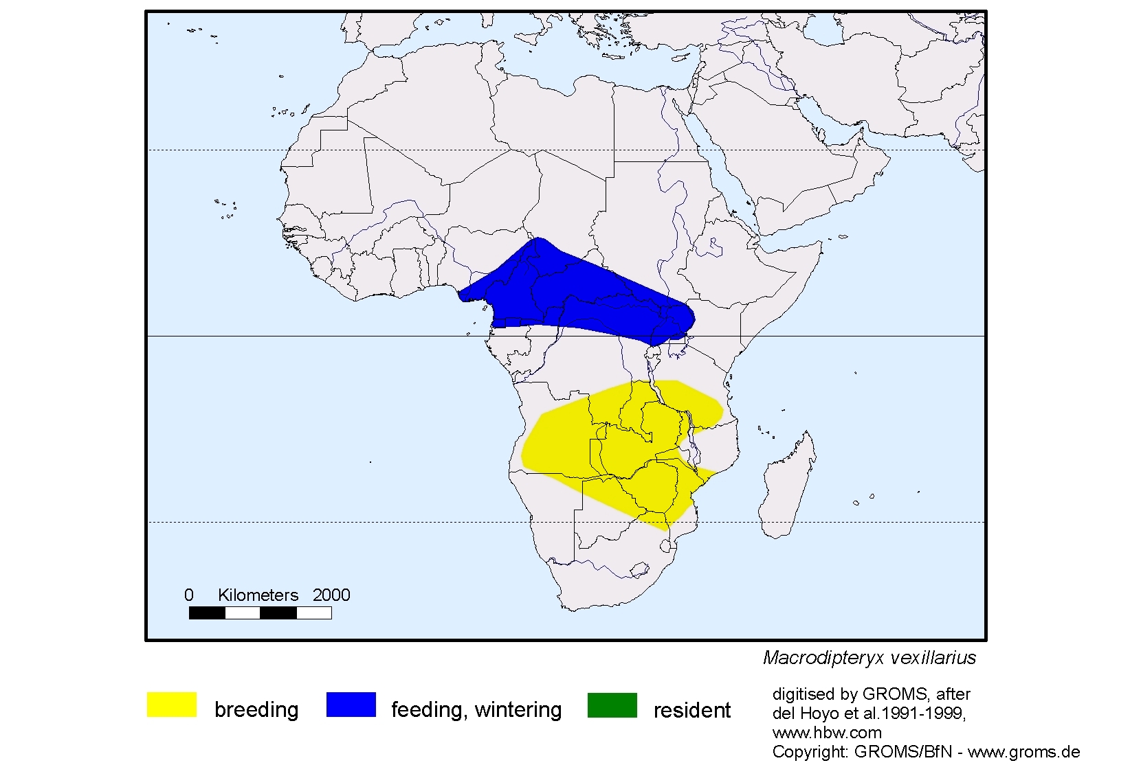 Macrodipteryx vexillarius