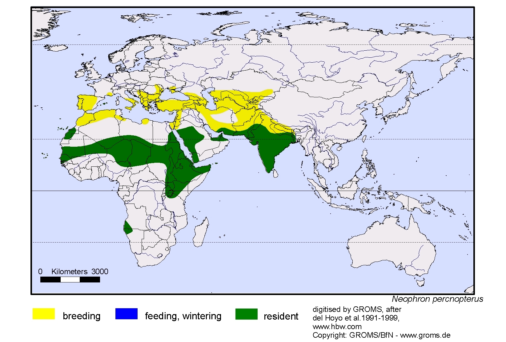 Neophron percnopterus