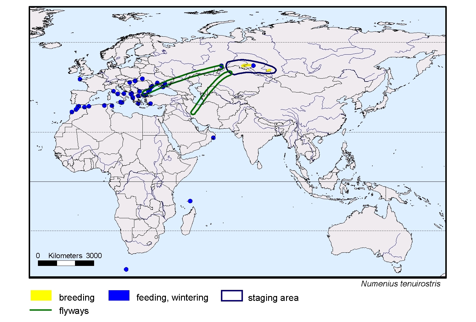 Numenius tenuirostris