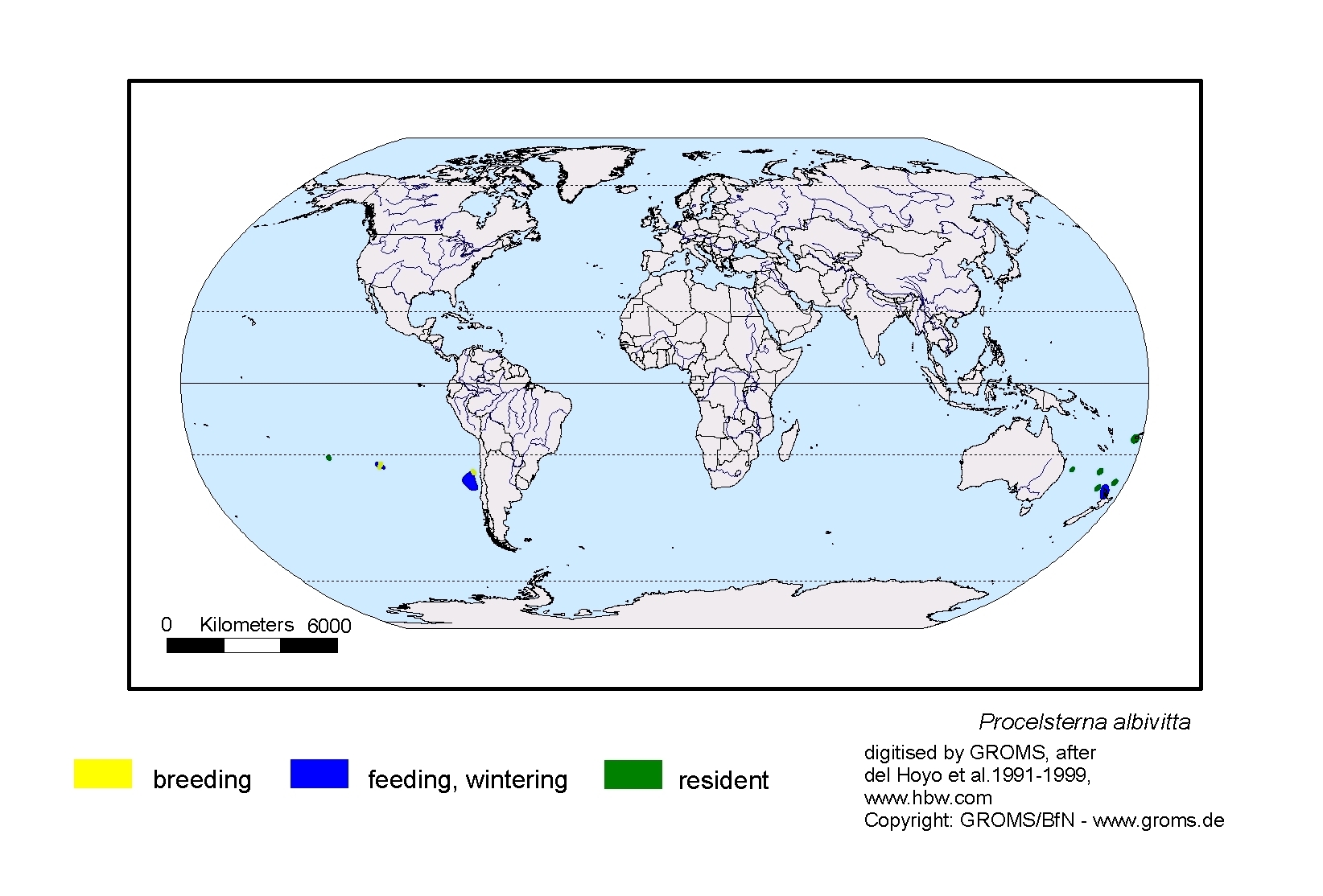 Procelsterna albivitta