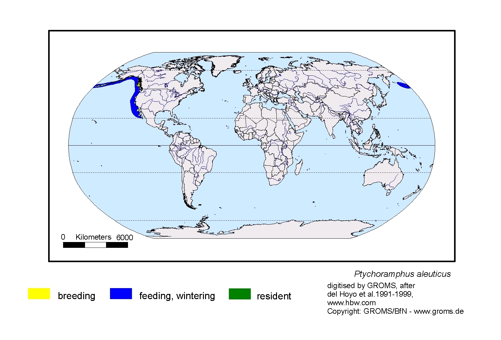 Ptychoramphus aleuticus