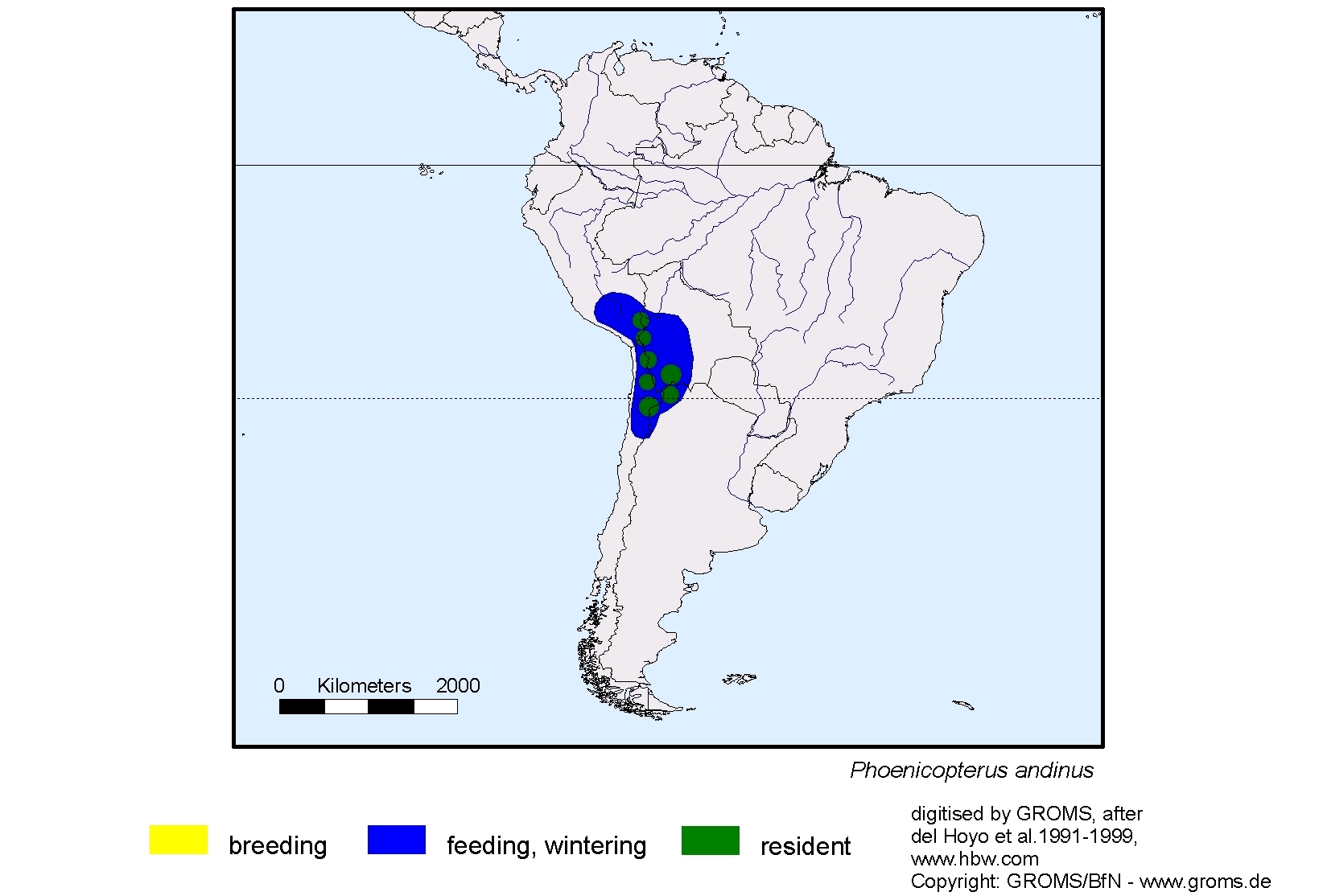 Phoenicopterus andinus