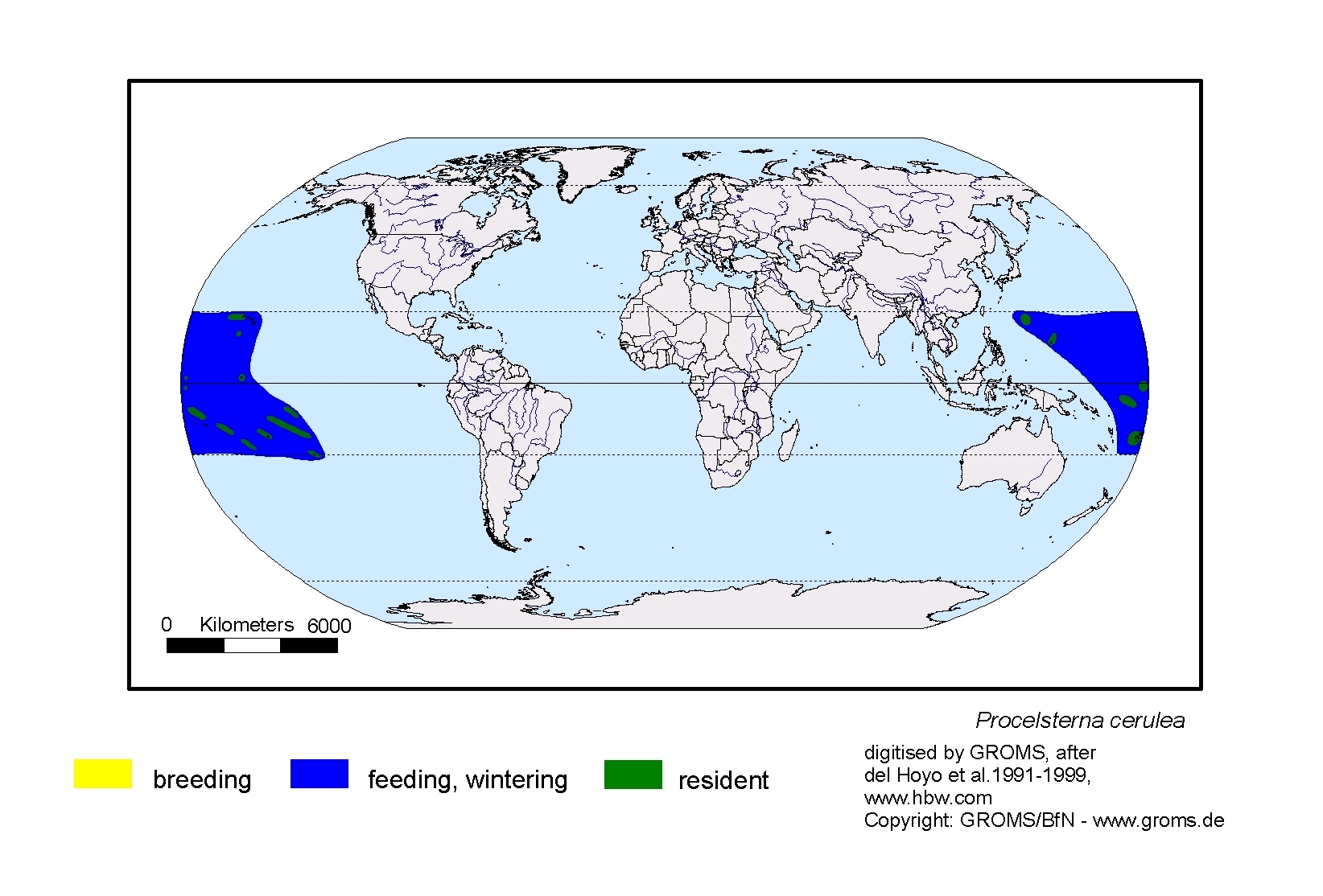 Procelsterna cerulea