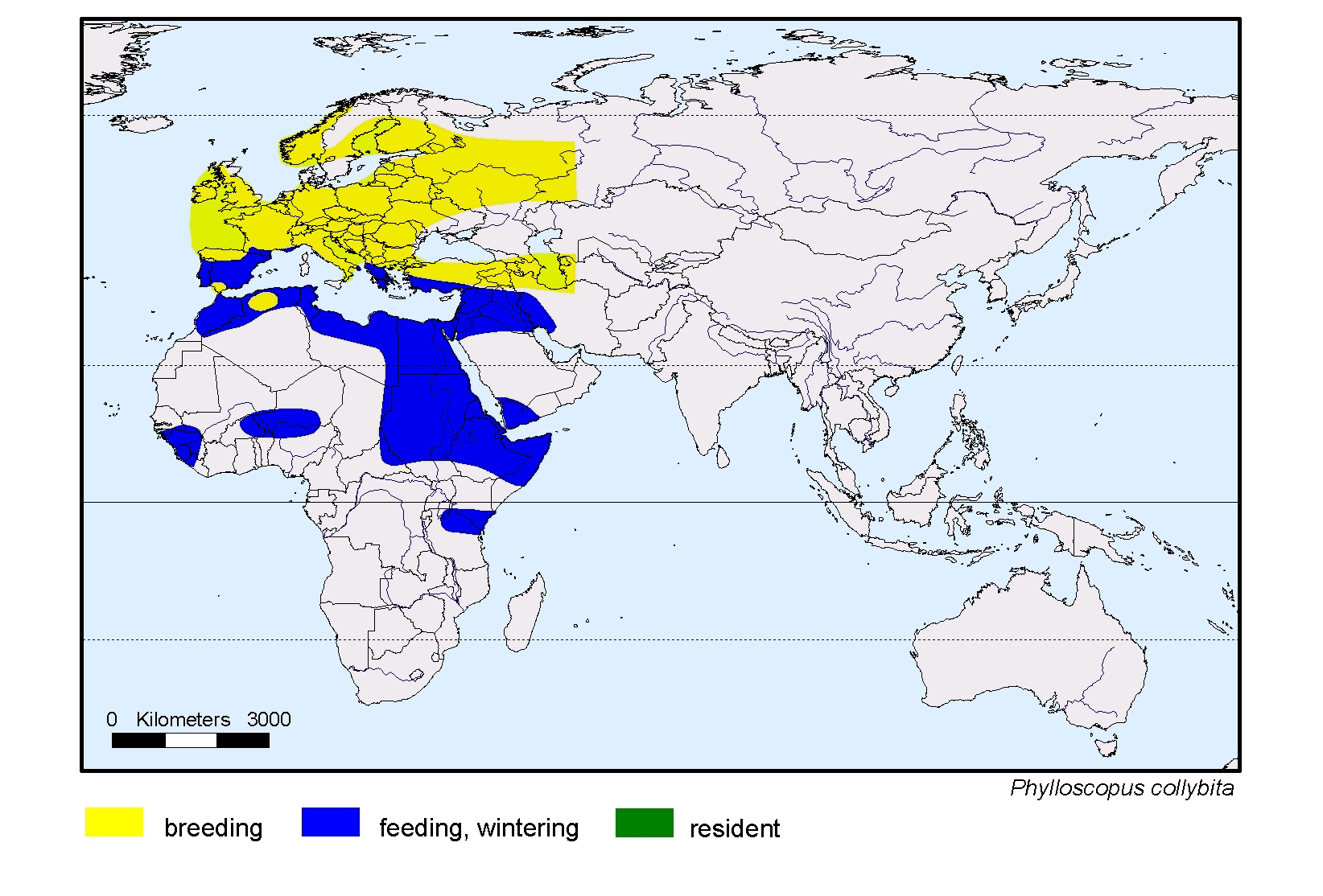 Phylloscopus collybita