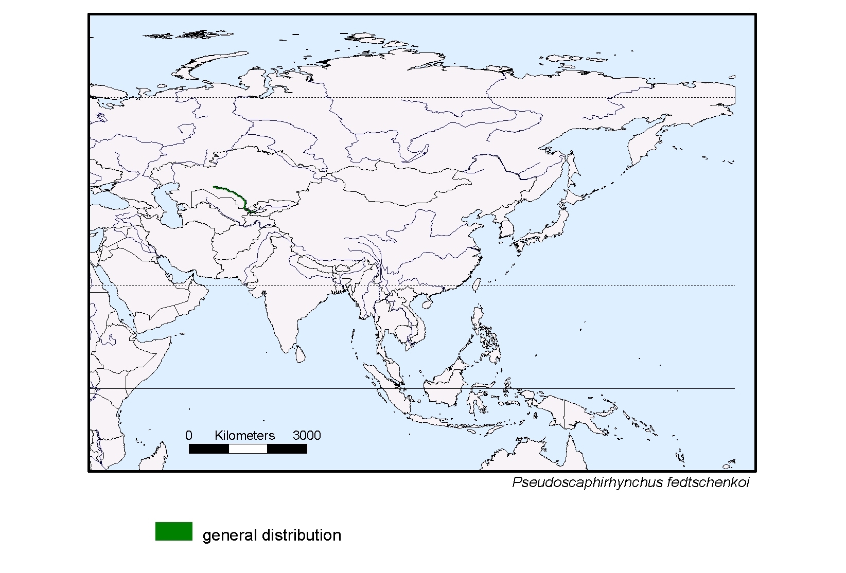 Pseudoscaphirhynchus 
fedtschenkoi