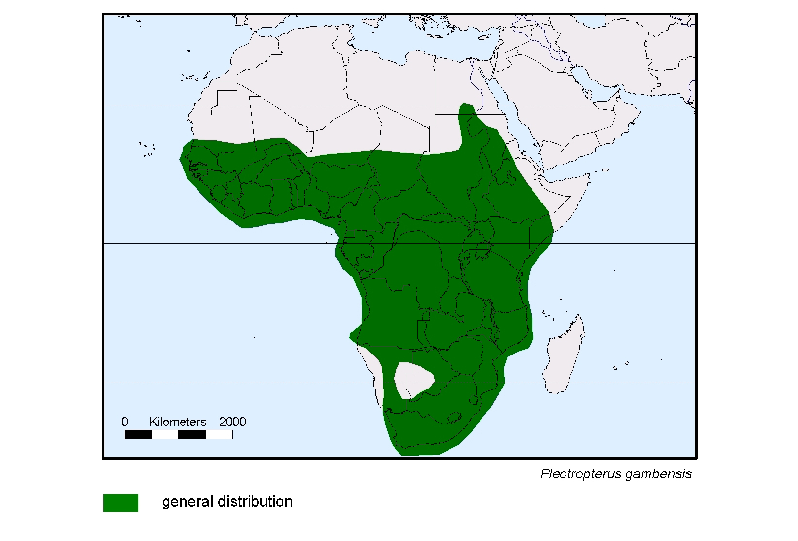 Plectropterus gambensis