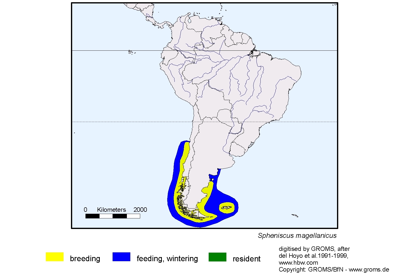 Pelecanoides magellani