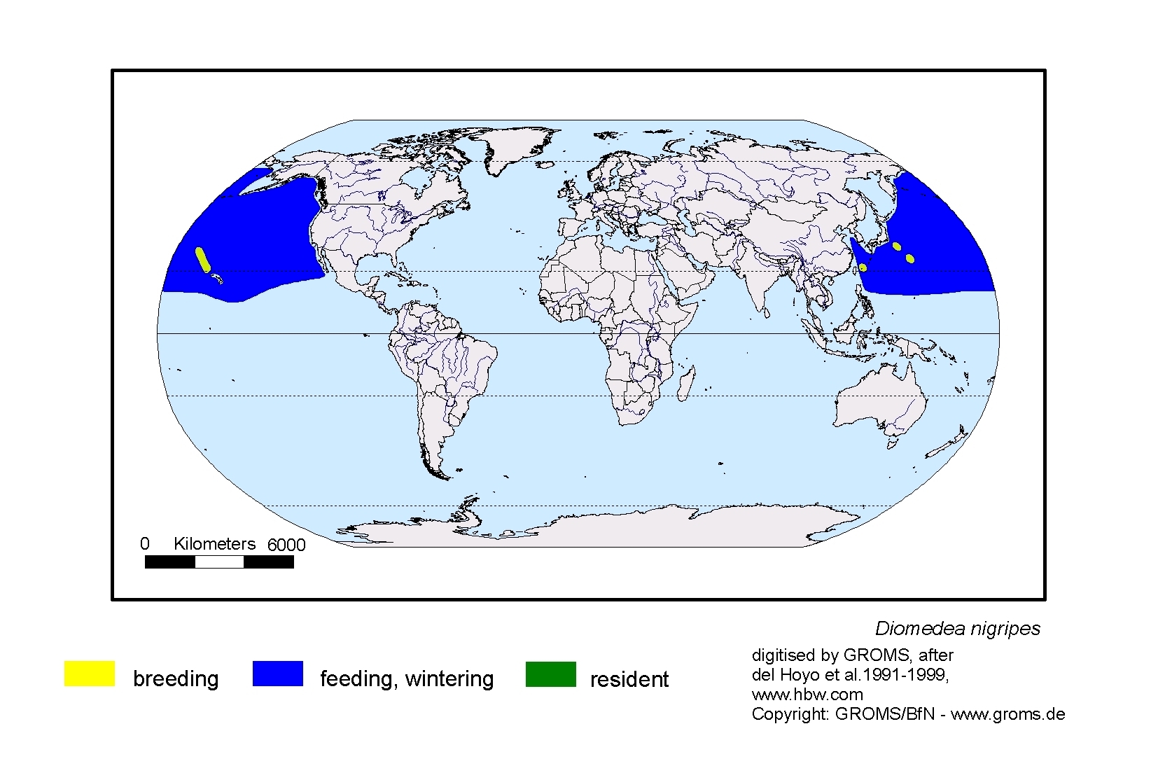 Pterodroma nigripennis