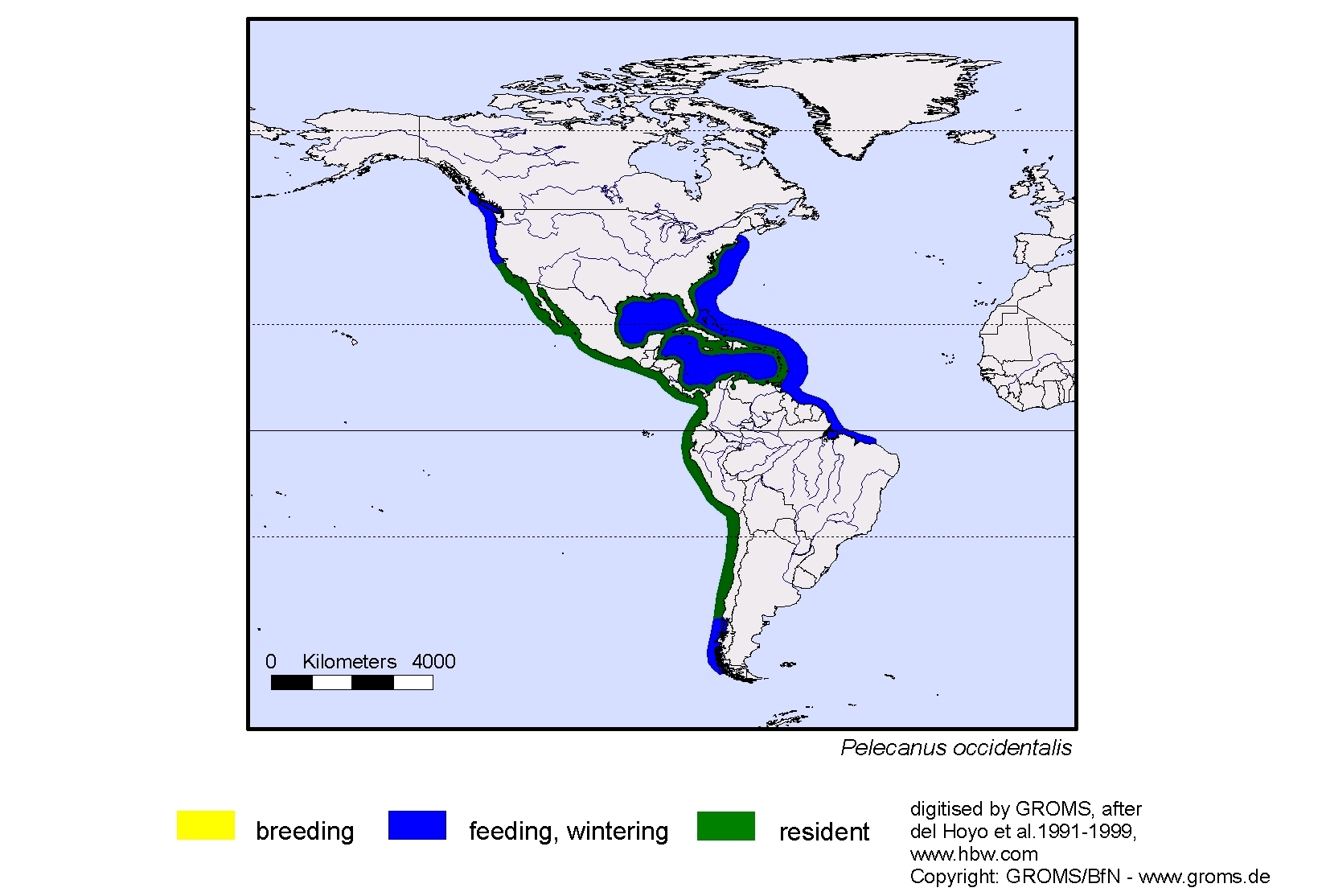 Pelecanus occidentalis