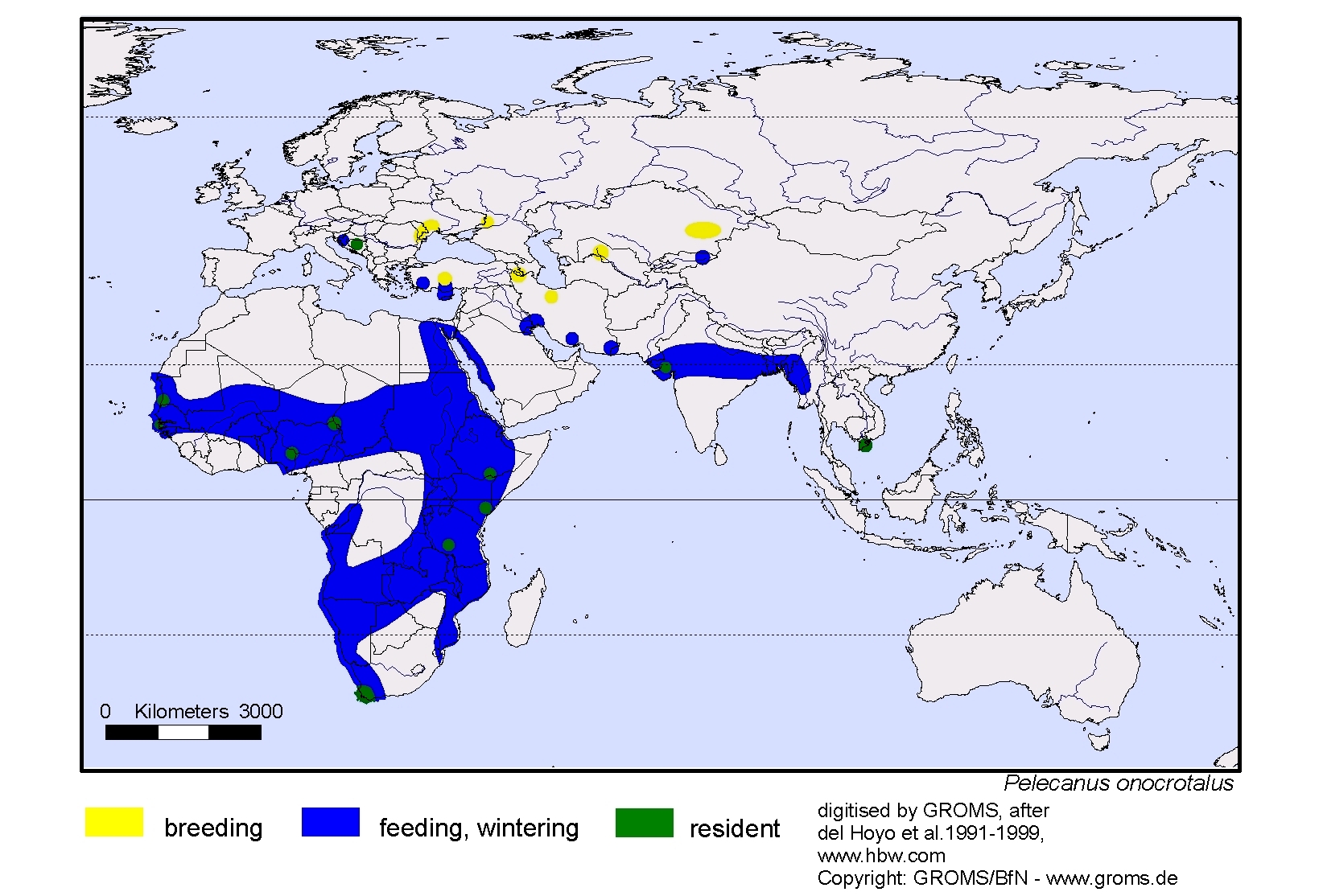 Pelecanus onocrotalus