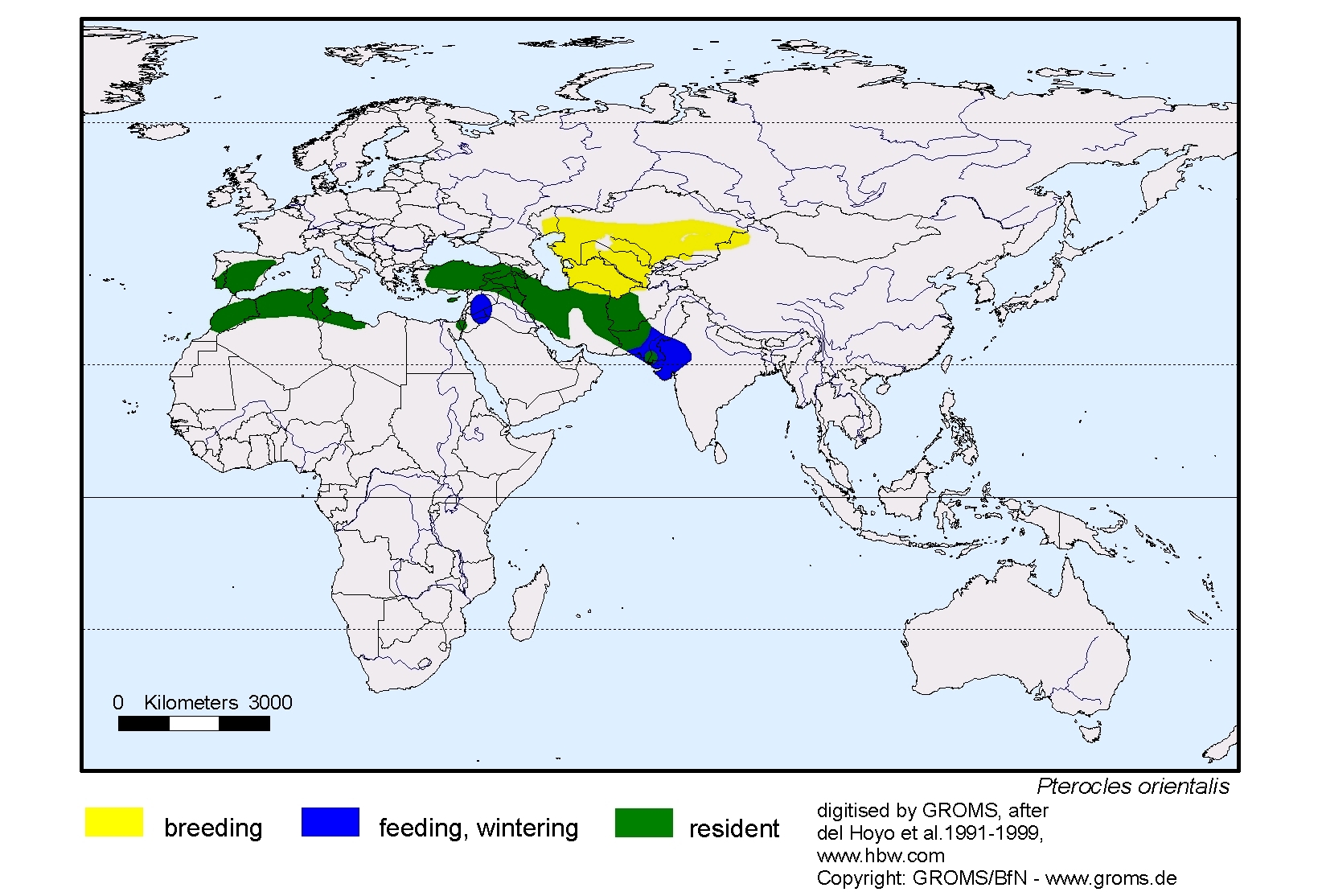 Pterocles orientalis