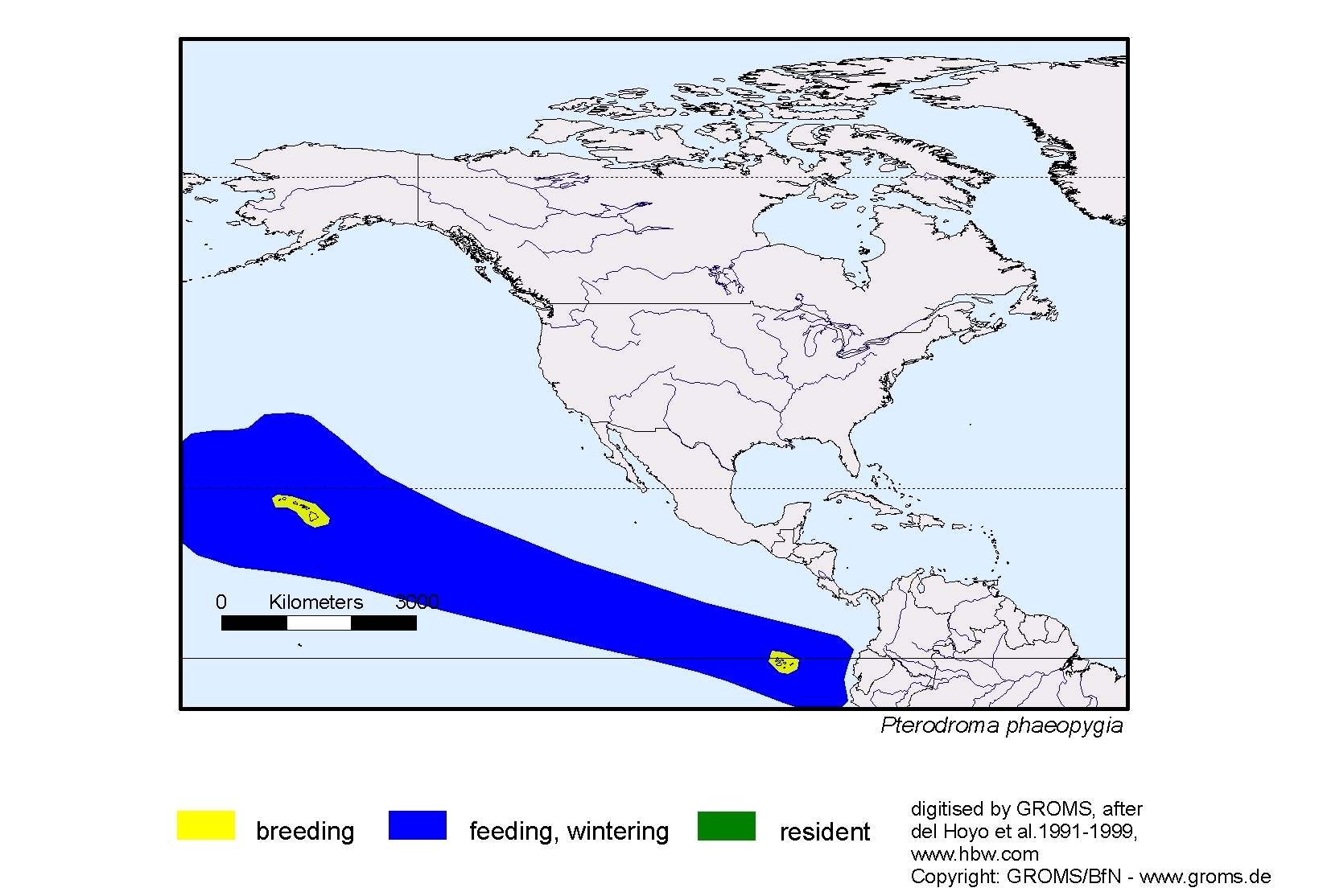 Pterodroma phaeopygia