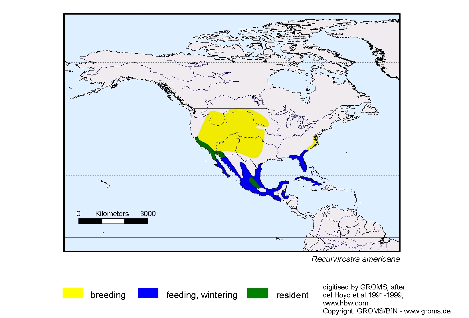 Recurvirostra americana