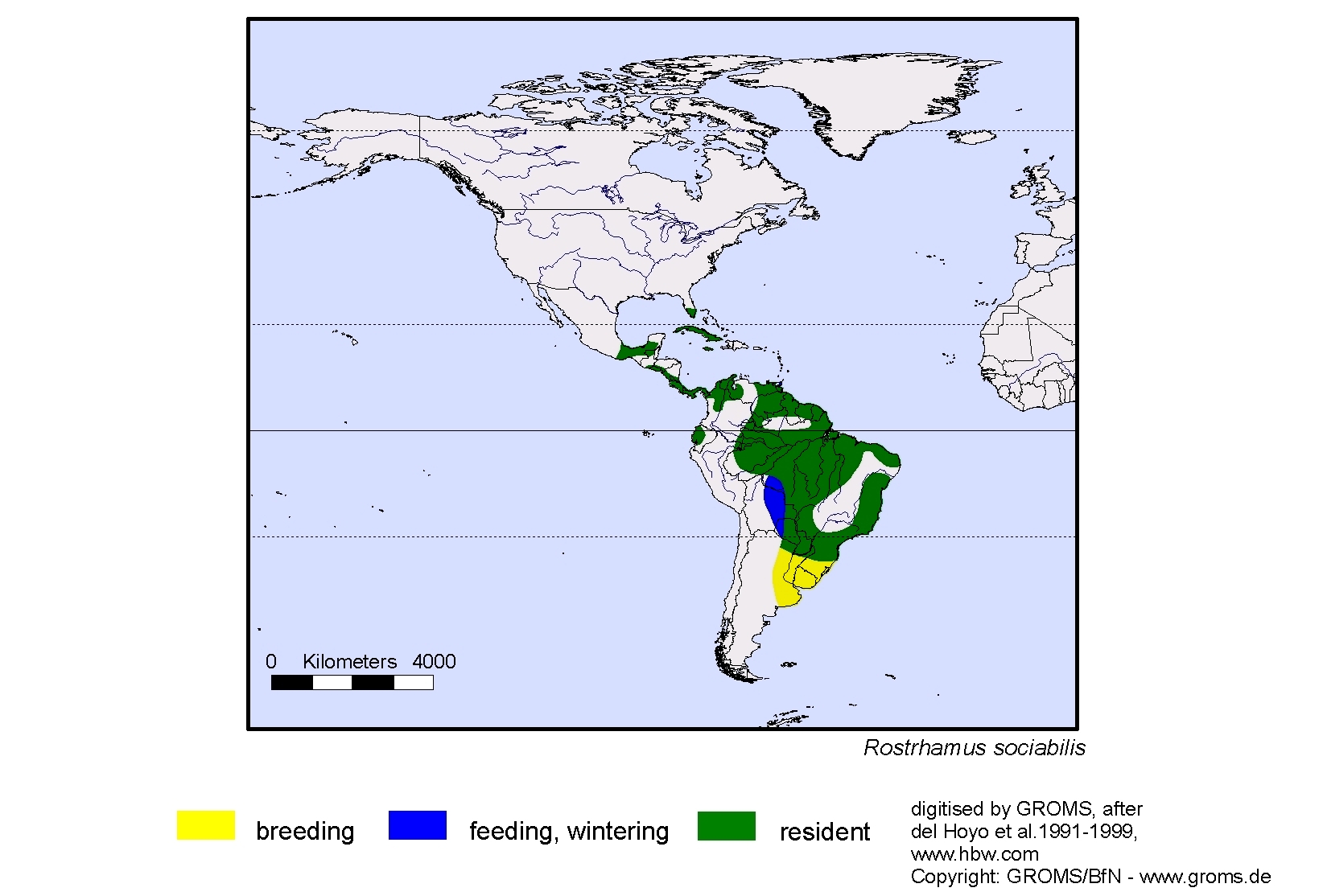 Rostrhamus sociabilis