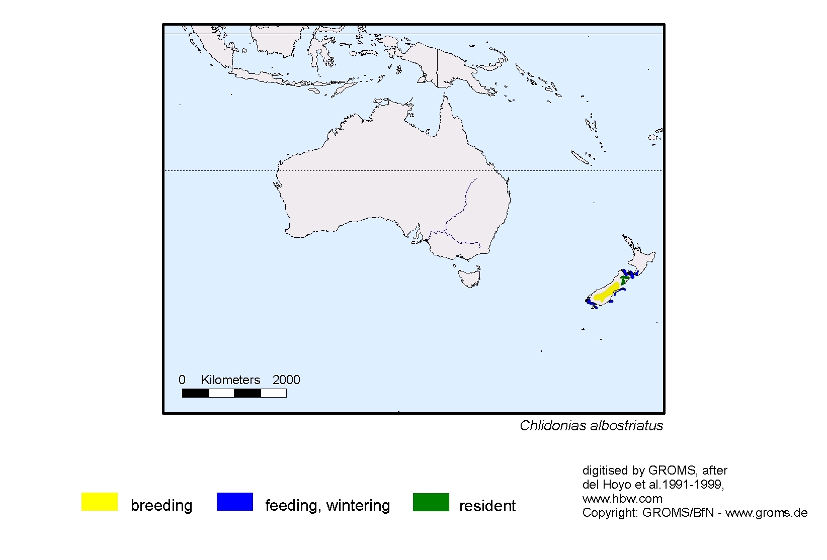 Chlidonias albostriatus
