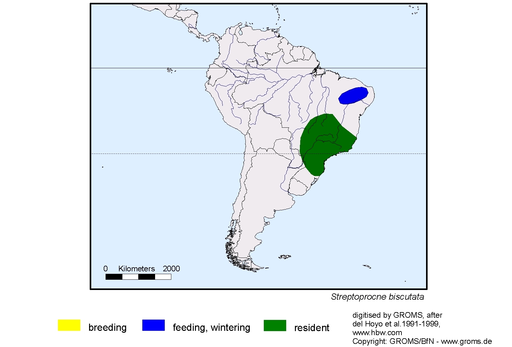 Streptoprocne biscutata