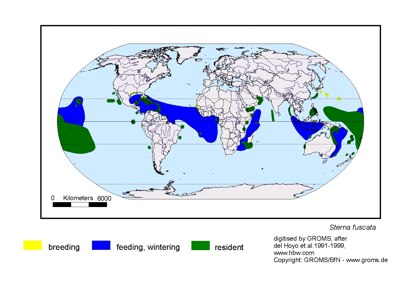 Stelgidopteryx fucata