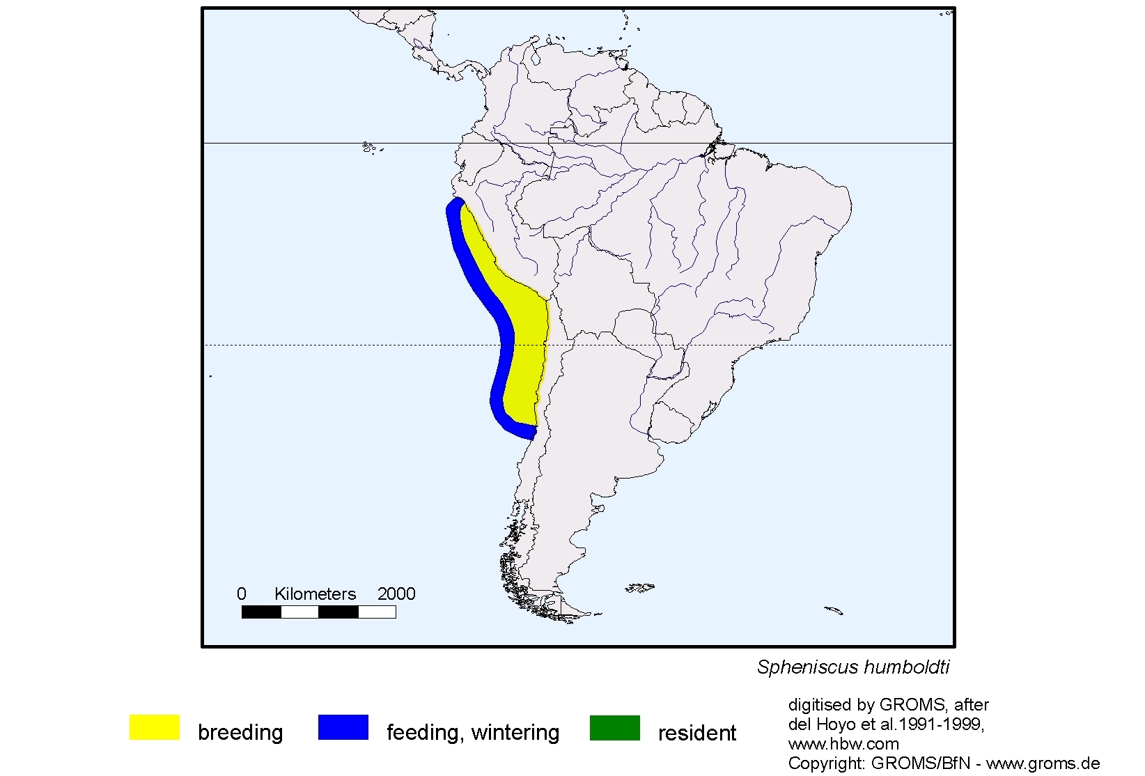 Spheniscus humboldti