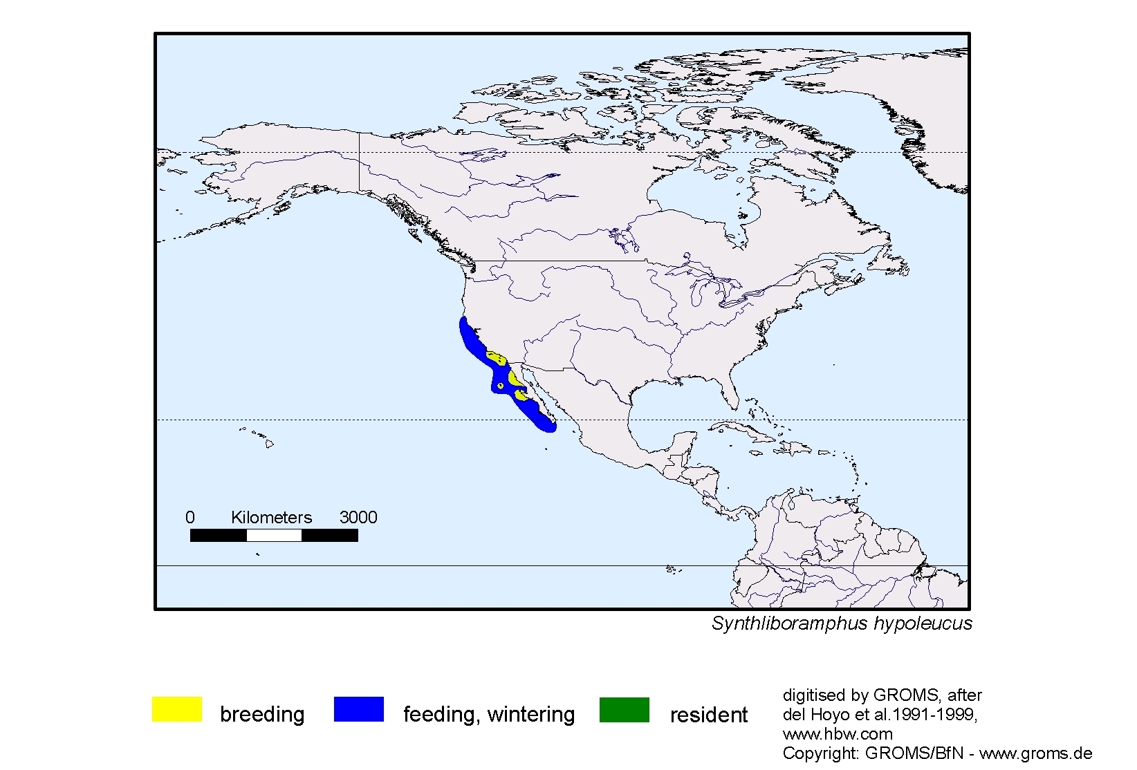 Synthliboramphus hypoleucus