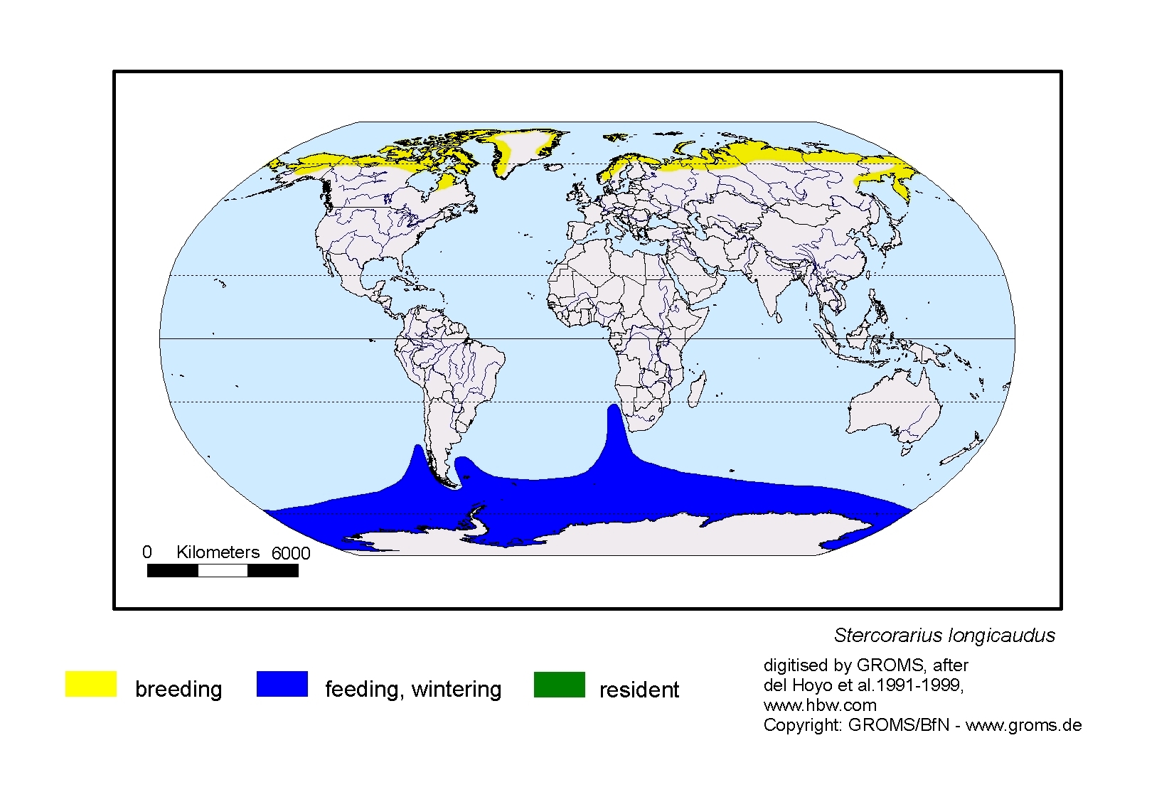 Stercorarius longicaudus