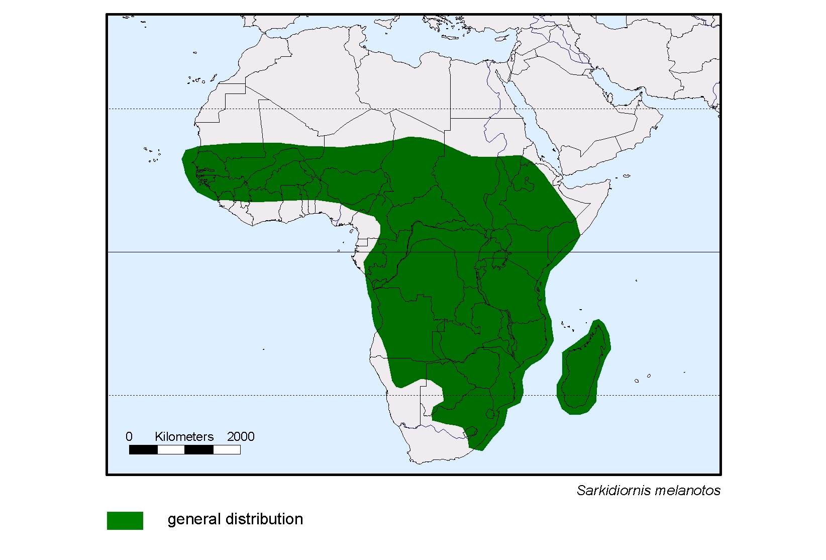 Sarkidiornis melanotos