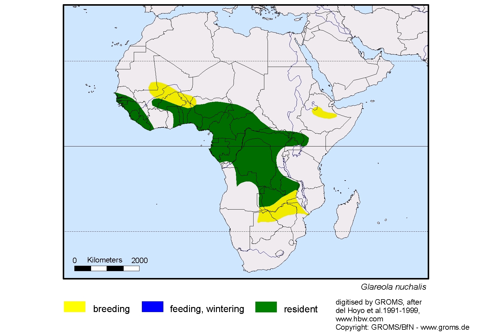 Sphyrapicus nuchalis
