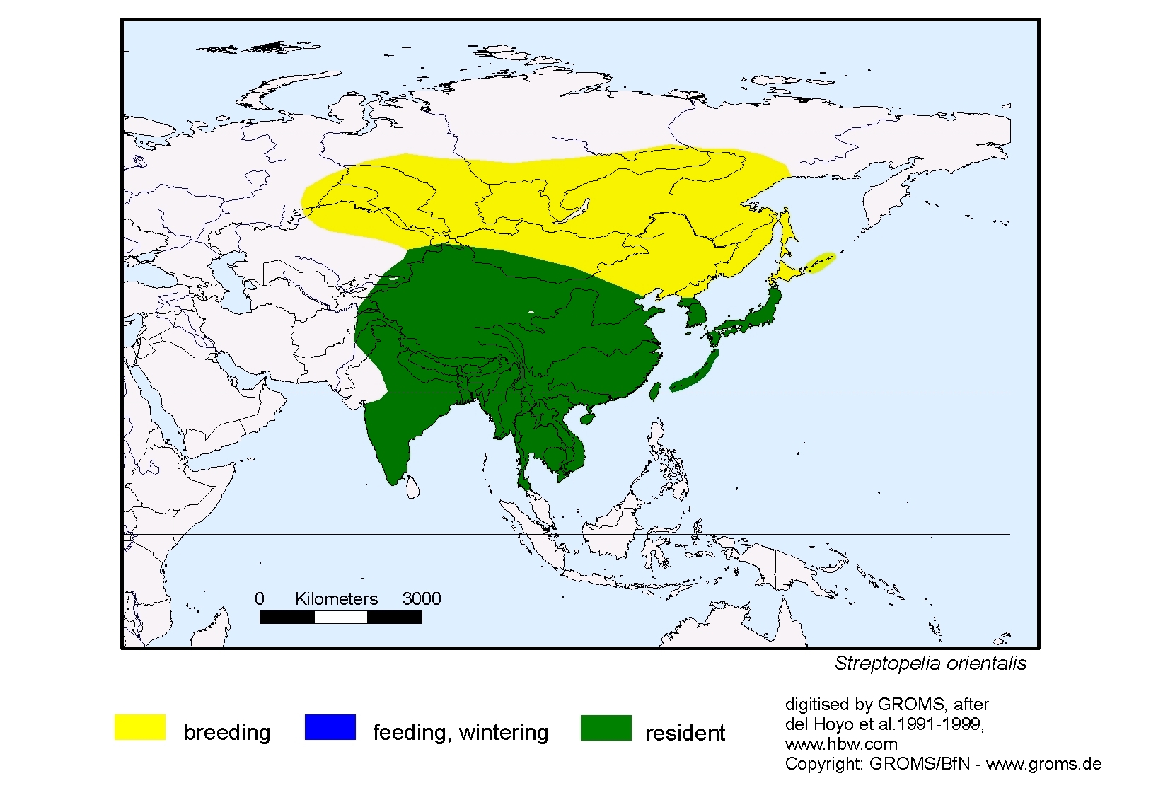 Streptopelia orientalis