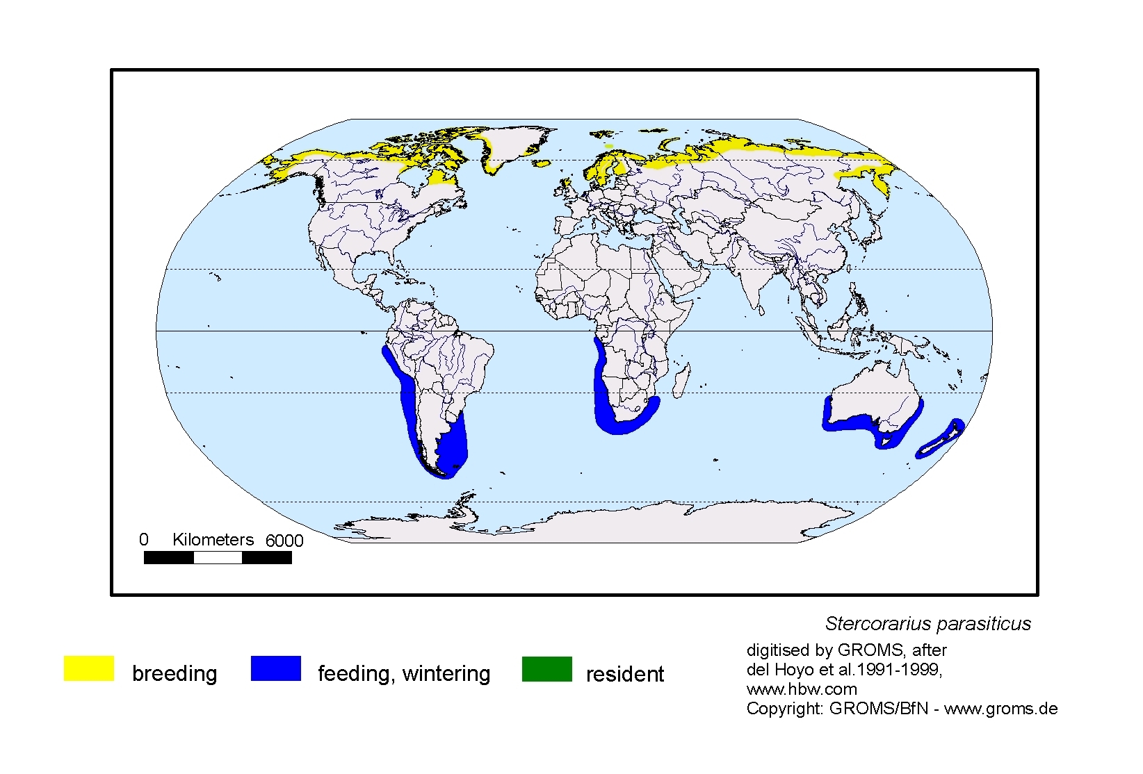 Stercorarius parasiticus