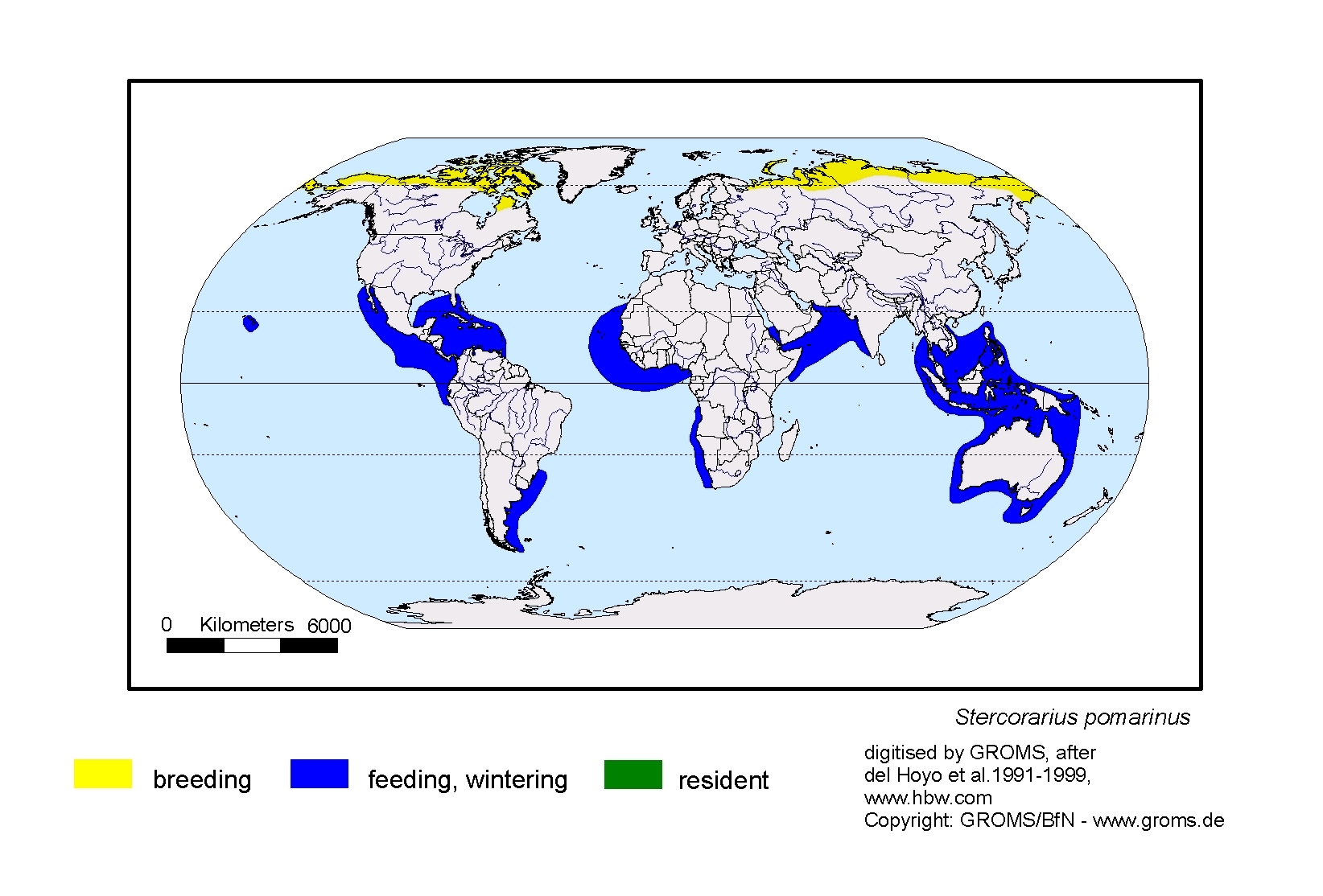 Stercorarius pomarinus