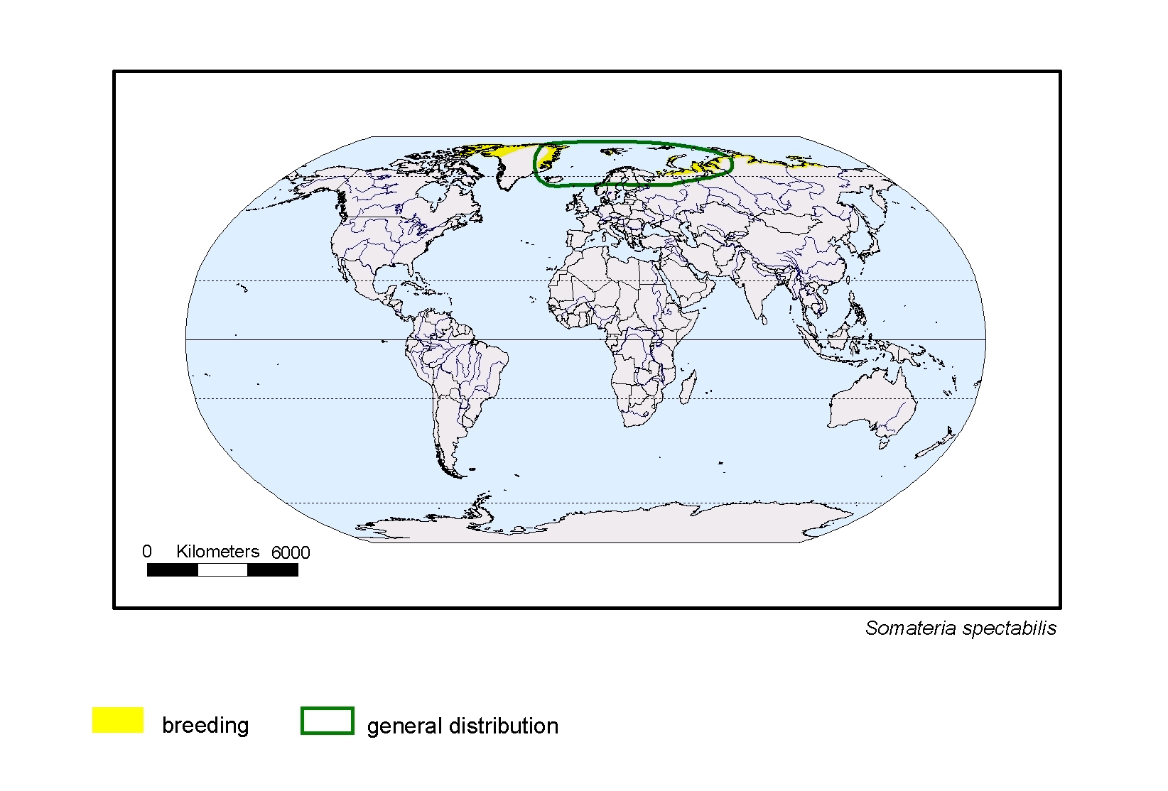 Somateria spectabilis