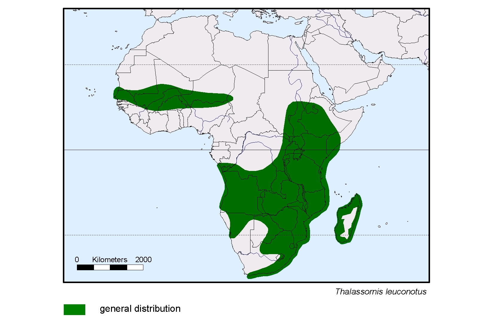 Thalassornis leuconotus
