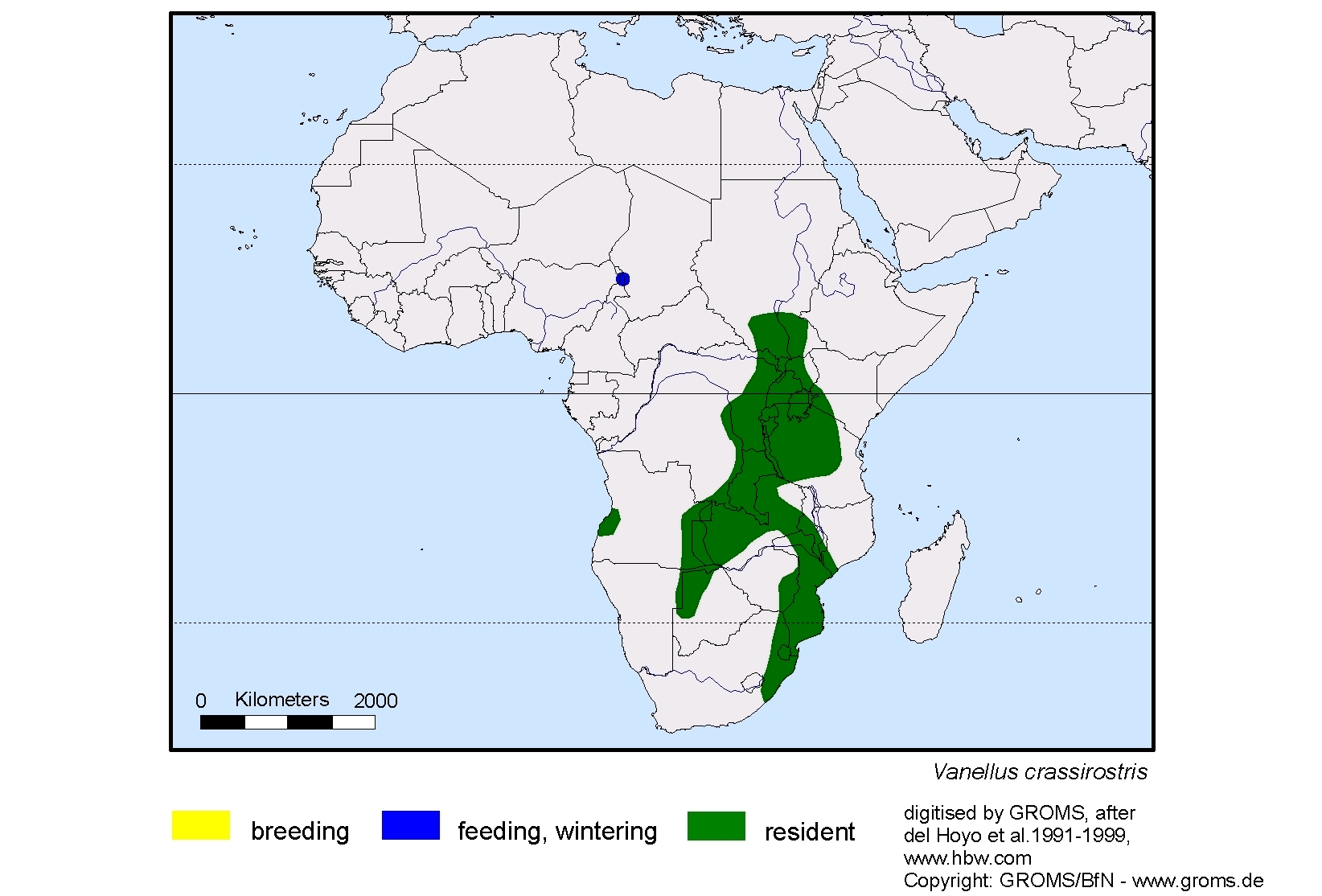 Vanellus crassirostris