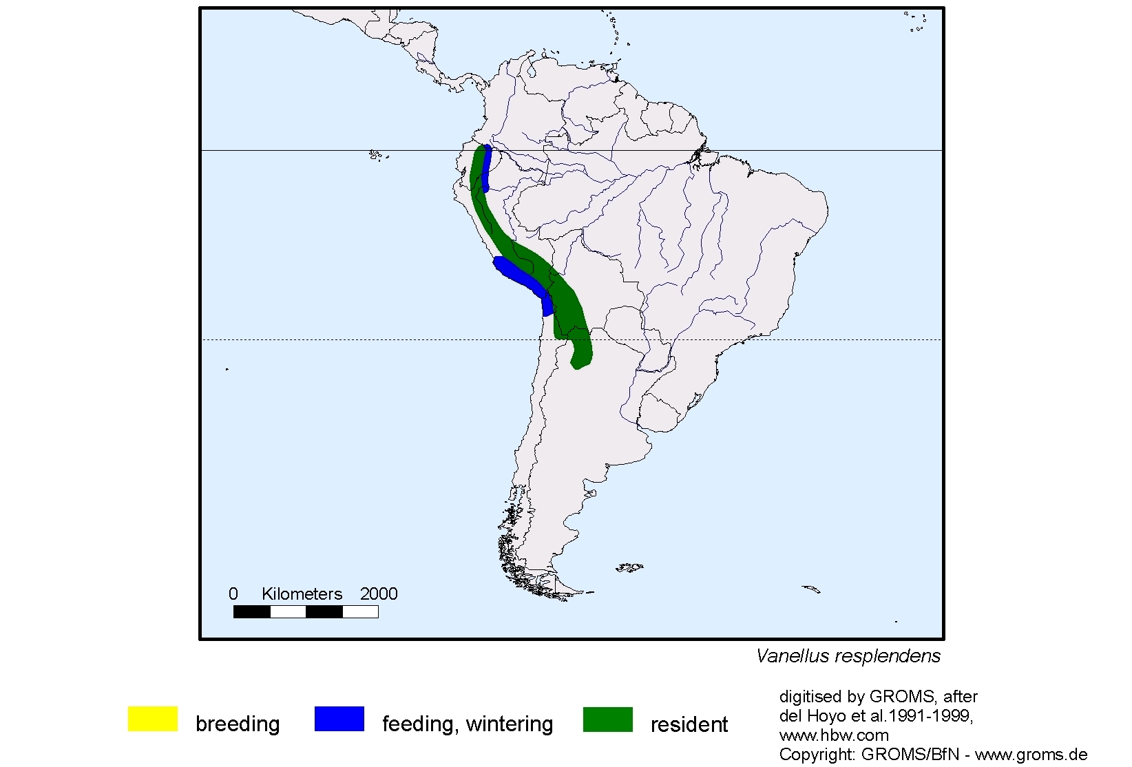 Vanellus resplendens