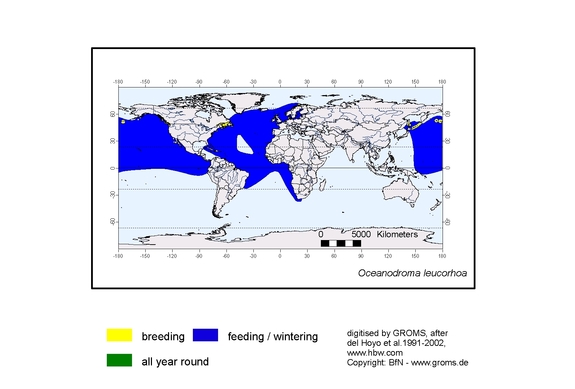 Verbreitungskarte von Oceanodroma leucorhoa