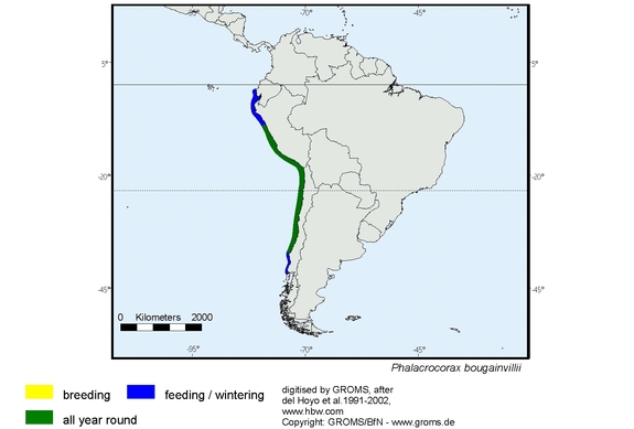 Verbreitungskarte von Phalacrocorax bougainvillii