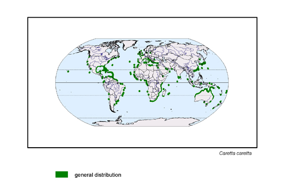 map about the distribution of Caretta caretta