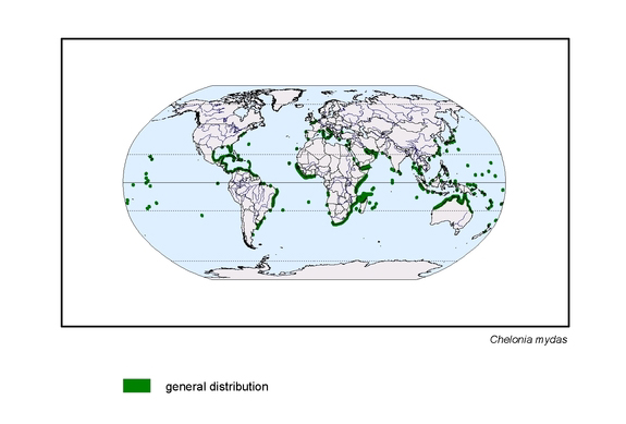 map about the distribution of Chelonia mydas