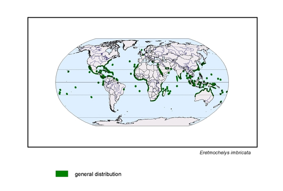 map about the distribution of Eretmochelys imbricata