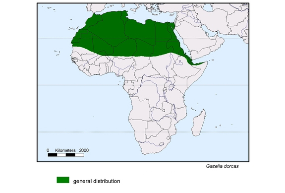 map about the distribution of Gazella dorcas