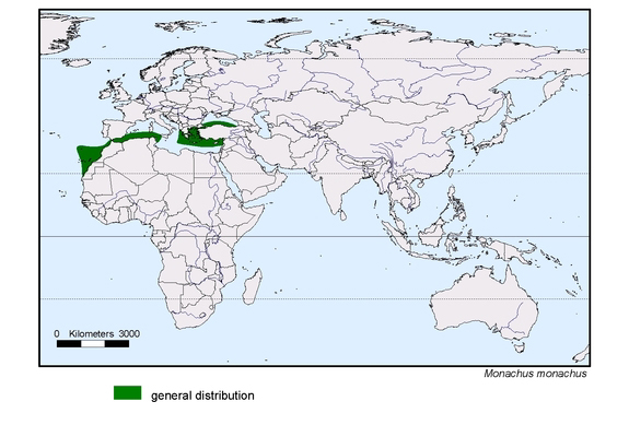 map about the distribution of Monachus monachus