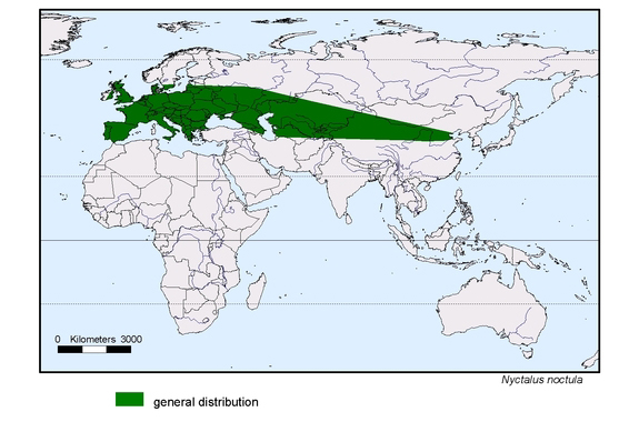 map about the distribution of Nyctalus noctula