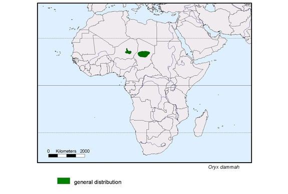 map about the distribution of Oryx dammah