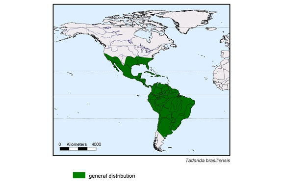map about the distribution of Tadarida brasiliensis