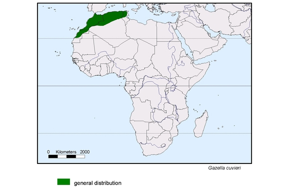 map about the distribution of Gazella cuvieri
