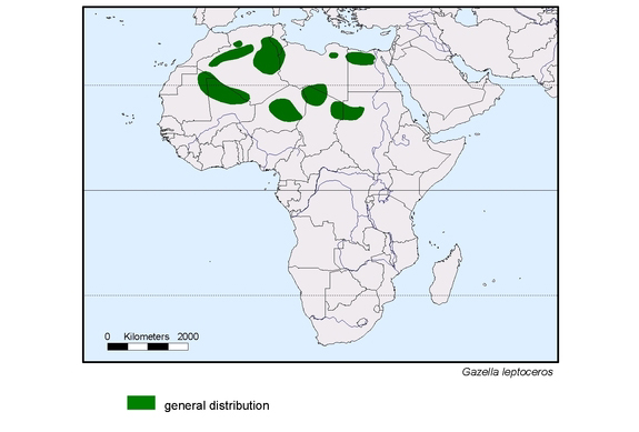 map about the distribution of Gazella leptoceros