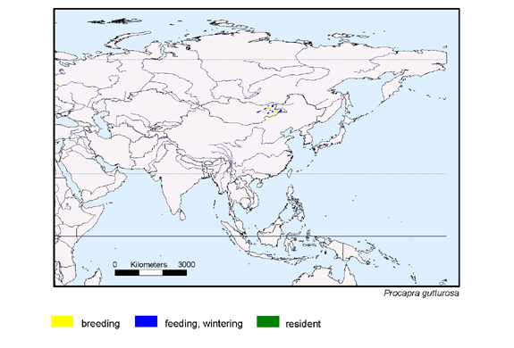 map about the distribution of Procapra gutturosa